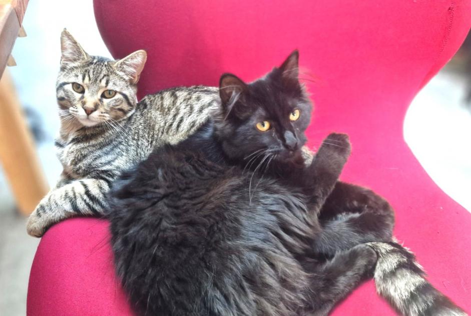 Alerte Disparition Chat croisement  Femelle , 1 ans Tourcoing France