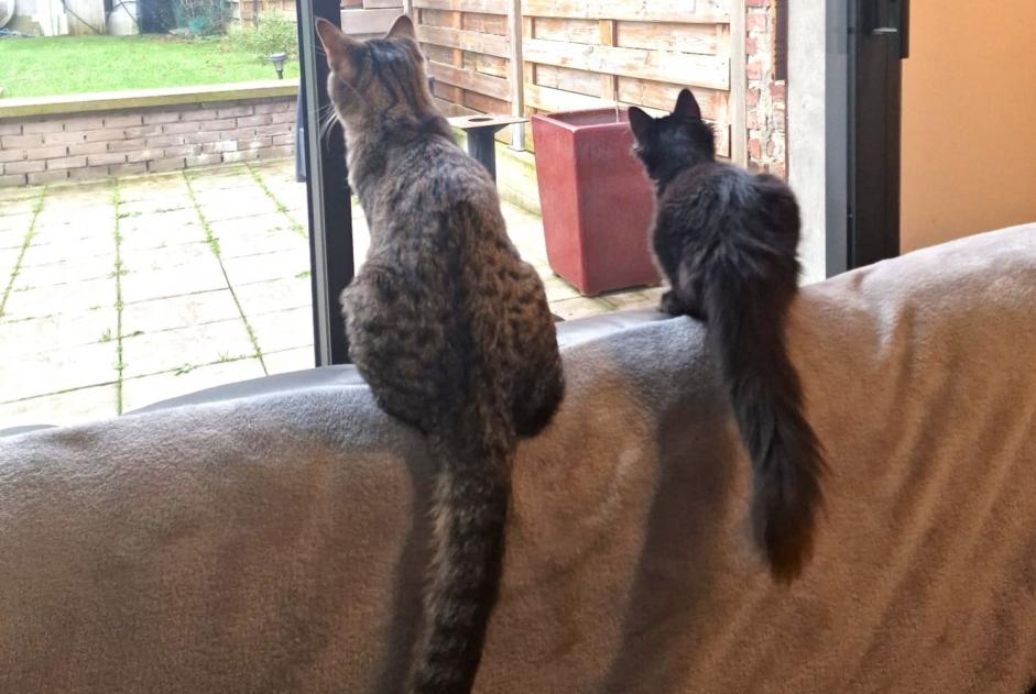 Alerte Disparition Chat croisement  Femelle , 1 ans Tourcoing France