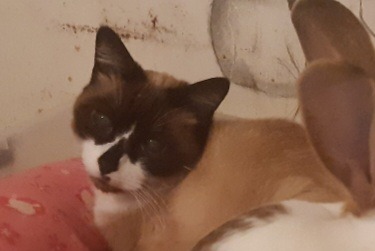 Alerte Disparition Chat  Mâle , 14 ans Mazingarbe France