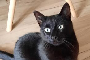 Alerte Disparition Chat Mâle , 6 ans Dol-de-Bretagne France