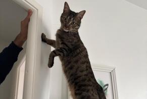 Alerte Disparition Chat Mâle , 2 ans Clichy France