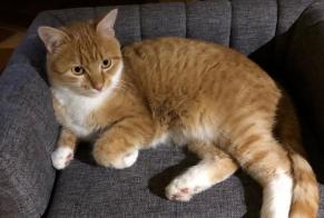 Alerte Disparition Chat Femelle , 3 ans Aix-les-Bains France