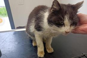 Alerte Découverte Chat Femelle Courcelles Belgique