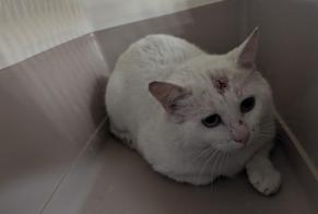 Alerte Découverte Chat Mâle Châteaubourg France