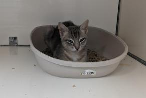 Alerte Découverte Chat  Femelle La Guerche-de-Bretagne France