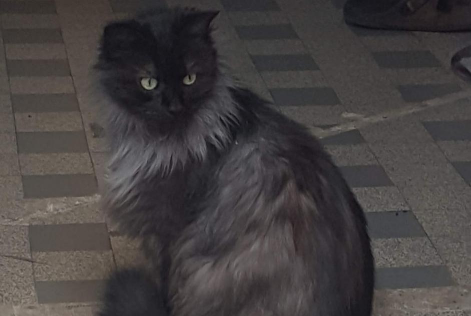 Alerte Disparition Chat Mâle , 12 ans Crécy-la-Chapelle France