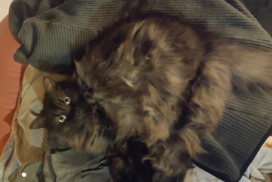 Alerte Disparition Chat Mâle , 12 ans Crécy-la-Chapelle France