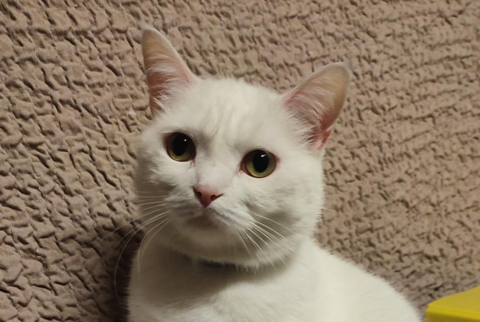 Alerte Disparition Chat Femelle , 7 ans Bellegarde-en-Marche France