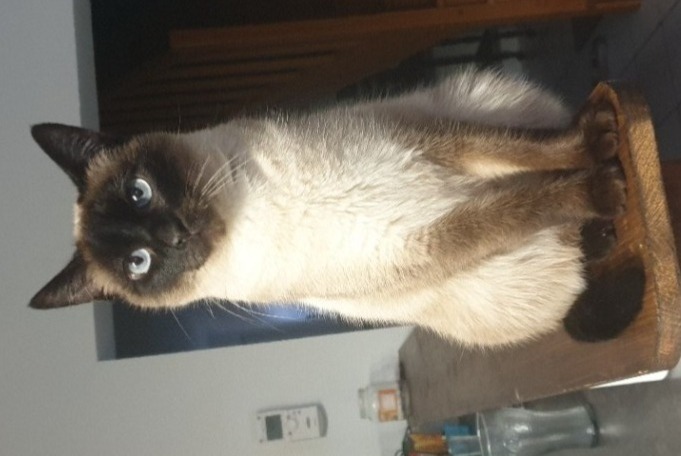 Alerte Disparition Chat  Femelle , 5 ans Méricourt France