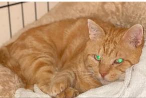Alerte Disparition Chat Mâle , 2 ans Cestas France