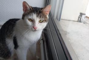 Alerte Découverte Chat Femelle Besançon France
