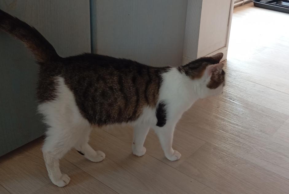 Alerte Découverte Chat Femelle Besançon France