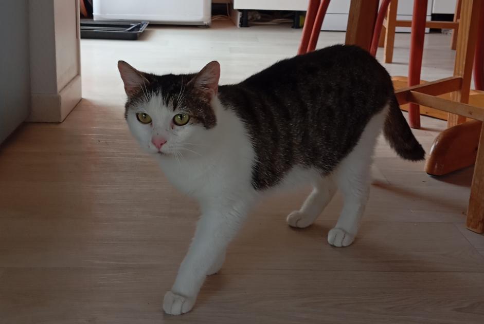 Alerte Découverte Chat Femelle Besançon France