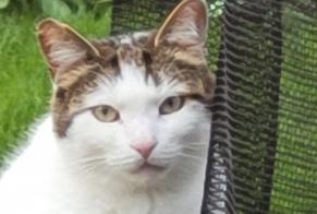 Alerte Disparition Chat Mâle , 5 ans Croix France