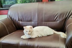 Alerte Découverte Chat Mâle Le Bignon France