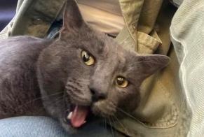 Alerte Découverte Chat Inconnu Avignon France
