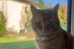 Alerte Disparition Chat croisement  Mâle , 2 ans Mondelange France