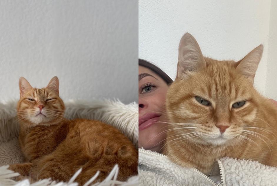 Alerte Disparition Chat Mâle , 8 ans Montpellier France
