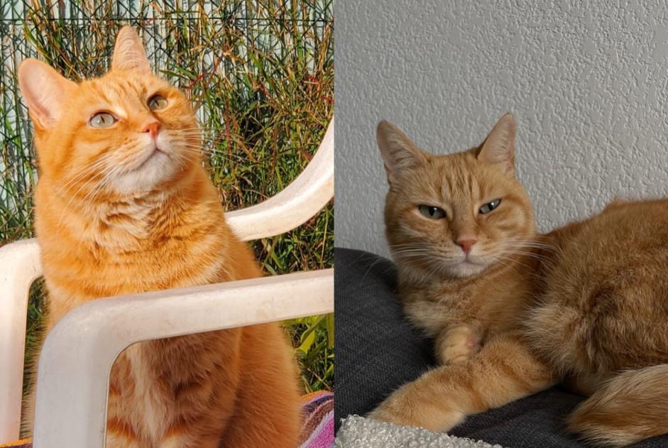 Alerte Disparition Chat Mâle , 8 ans Montpellier France