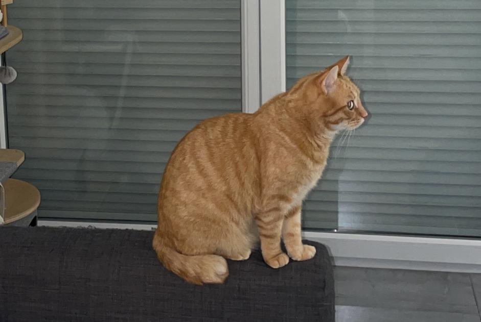 Alerte Disparition Chat Mâle , 8 ans Montpellier France