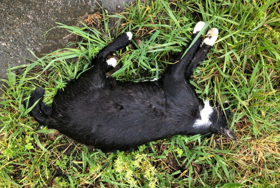 Alerte Découverte Chat  Inconnu , 2 ans Itxassou France
