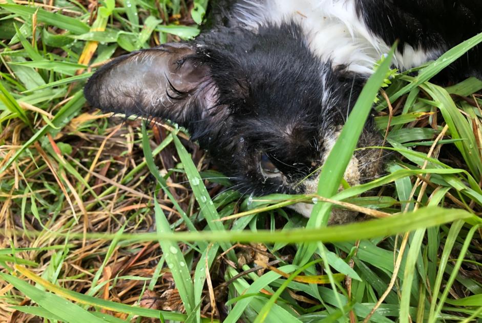 Alerte Découverte Chat  Inconnu , 2 ans Itxassou France