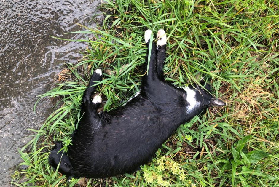 Alerte Découverte Chat  Inconnu , 2 ans Itxassou France