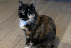 Alerte Disparition Chat  Femelle , 13 ans Sète France