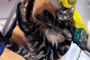 Alerte Découverte Chat Mâle Bagneux France