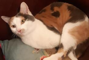 Alerte Disparition Chat croisement  Femelle , 4 ans Colmar France