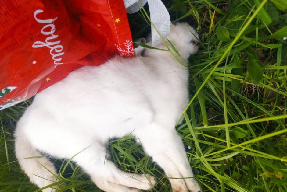 Alerte Découverte Chat croisement  Inconnu Champcevrais France