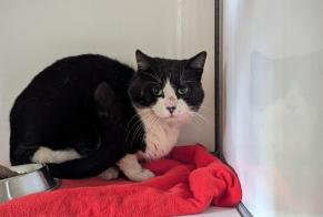 Alerte Découverte Chat Mâle Domagné France
