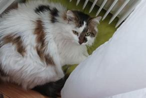 Alerte Disparition Chat croisement  Femelle , 14 ans Busy France