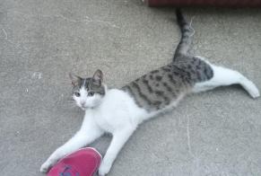 Alerte Découverte Chat Mâle Châtillon-sur-Colmont France