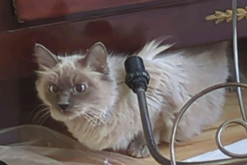 Alerte Découverte Chat Inconnu Schaerbeek Belgique