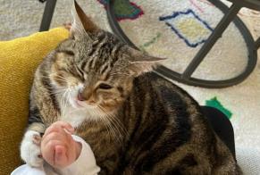 Alerte Disparition Chat  Femelle , 41 ans Aire-sur-l'Adour France