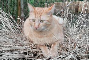 Alerte Disparition Chat croisement  Mâle , 4 ans Wavre Belgique