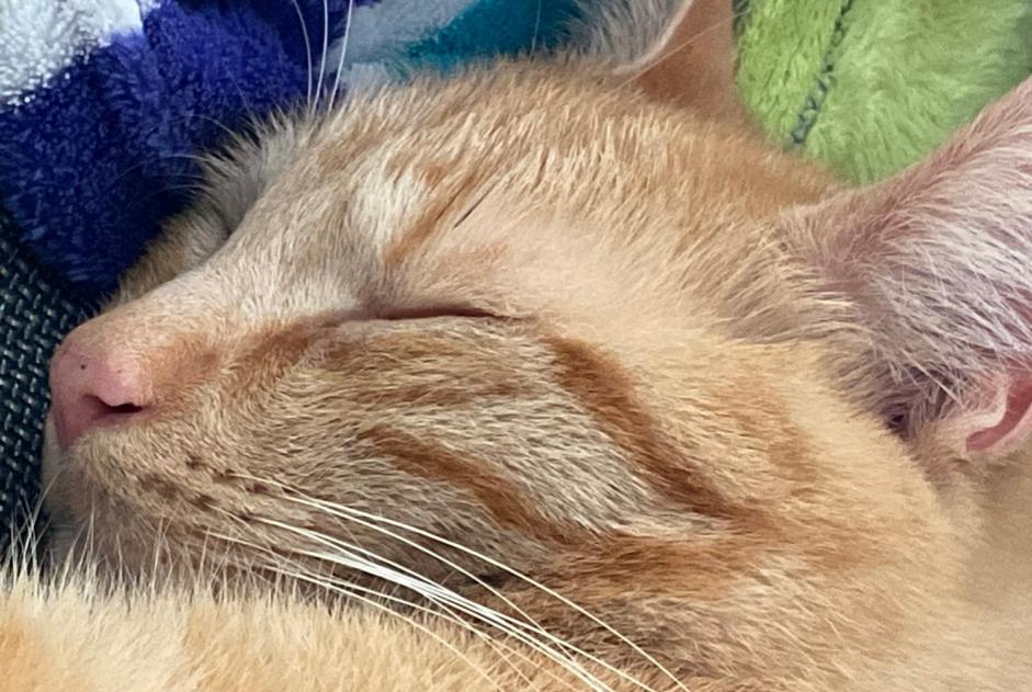 Alerte Disparition Chat croisement  Mâle , 4 ans Wavre Belgique