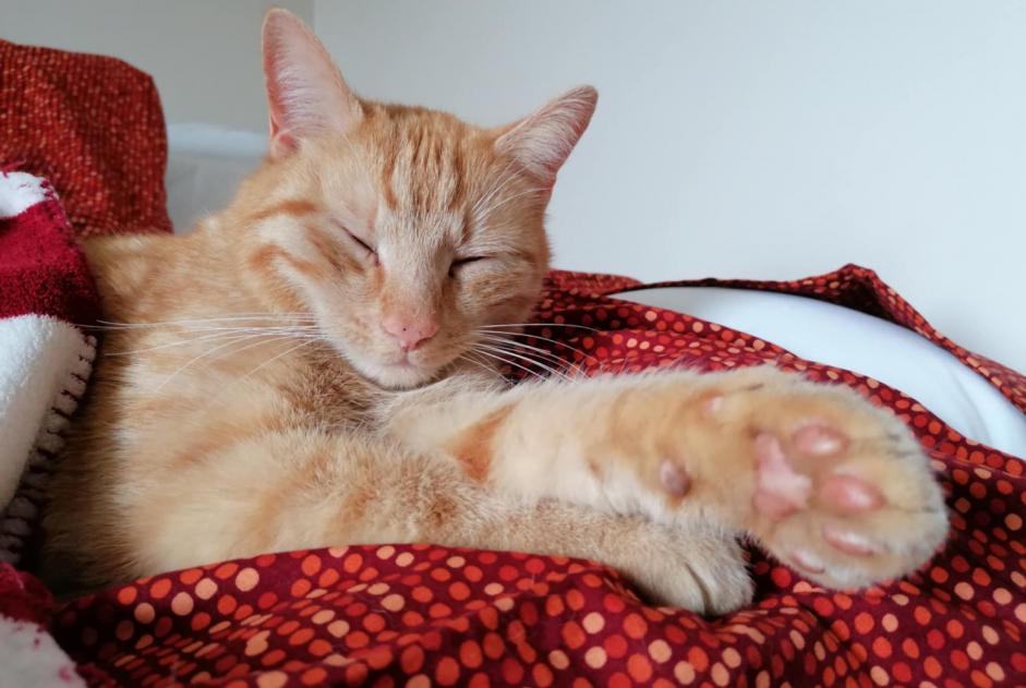 Alerte Disparition Chat croisement  Mâle , 4 ans Wavre Belgique