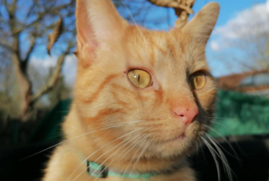 Alerte Disparition Chat croisement  Mâle , 4 ans Wavre Belgique