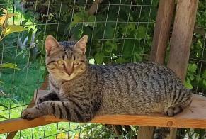 Alerte Disparition Chat croisement  Mâle , 1 ans Saint-Jean-Kourtzerode France