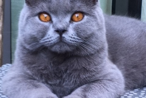 Alerte Disparition Chat  Femelle , 6 ans Namur Belgique