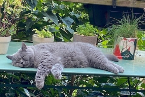 Alerte Disparition Chat  Femelle , 6 ans Namur Belgique