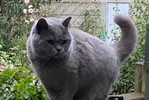 Alerte Disparition Chat  Femelle , 6 ans Namur Belgique