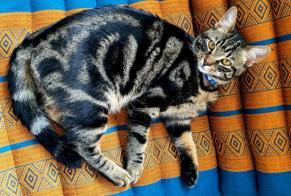 Alerte Disparition Chat Mâle , 3 ans Couddes France