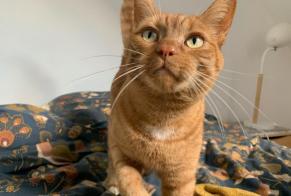 Alerte Disparition Chat croisement  Mâle , 7 ans Orée d'Anjou France