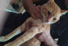 Alerte Disparition Chat  Mâle , 1 ans Tourcoing France