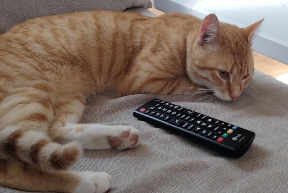 Alerte Disparition Chat  Mâle , 1 ans Tourcoing France