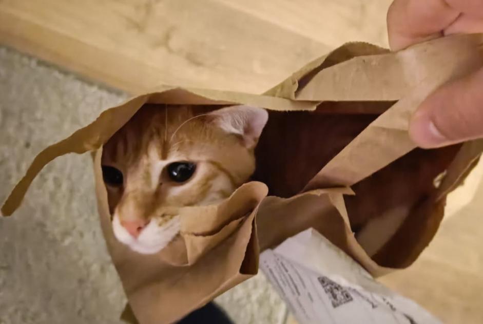 Alerte Disparition Chat  Mâle , 1 ans Tourcoing France