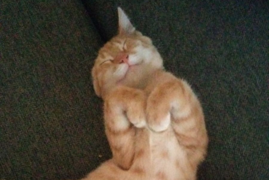 Alerte Disparition Chat  Mâle , 1 ans Tourcoing France